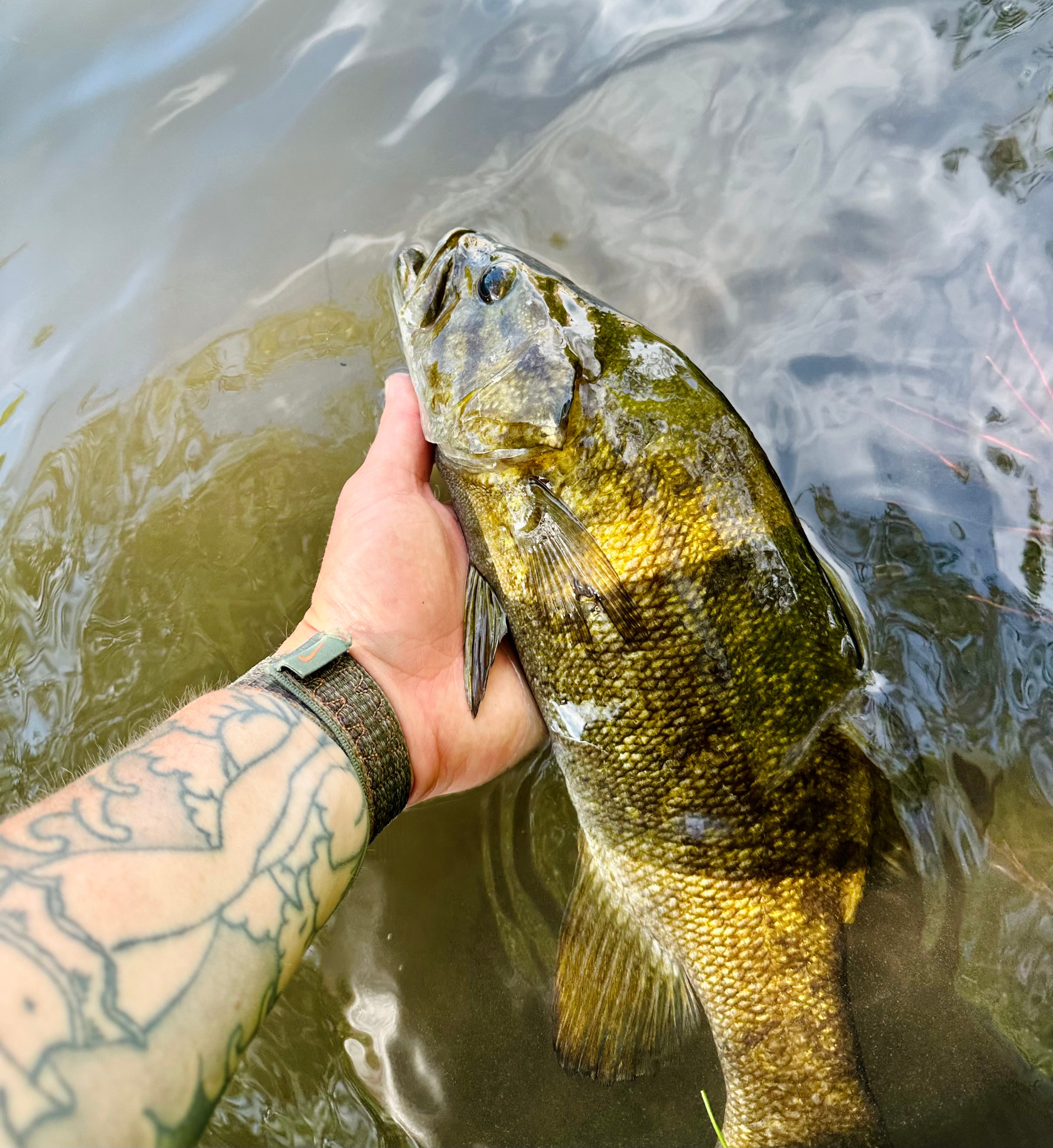 Bluegill Bucktail Deceiver Streamer
