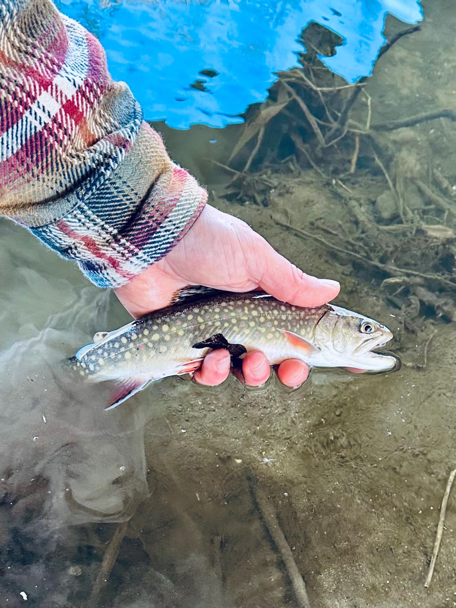 “Sewing Machine” Nymph